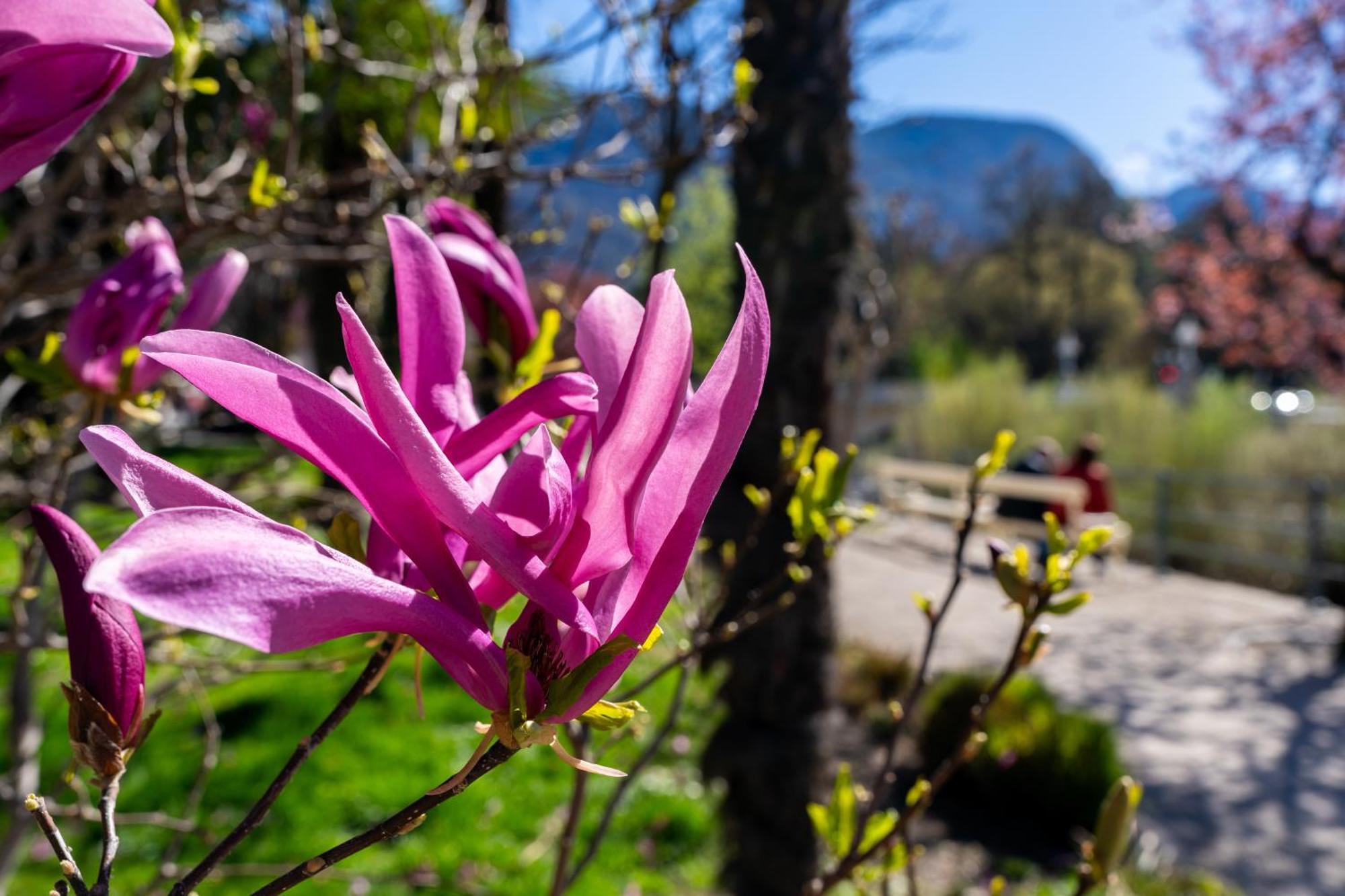 Ausblick Kleinjuwel Mit Panoramablick + Garage Lägenhet Merano Exteriör bild